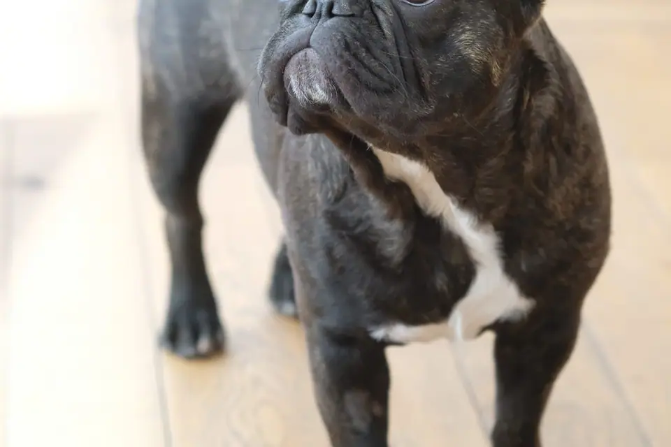 French Bulldog