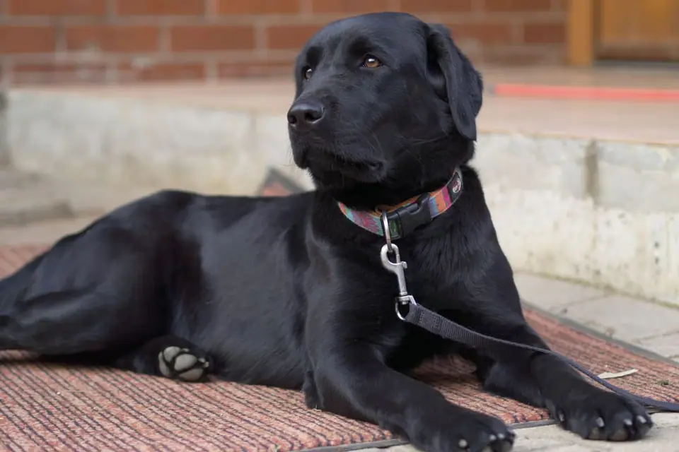 Labrador Retriever