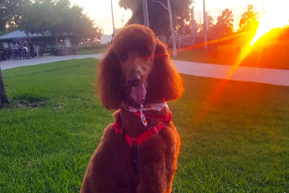 Poodle