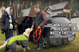 Labrador Retriever learning to enter a car using leash pressure training