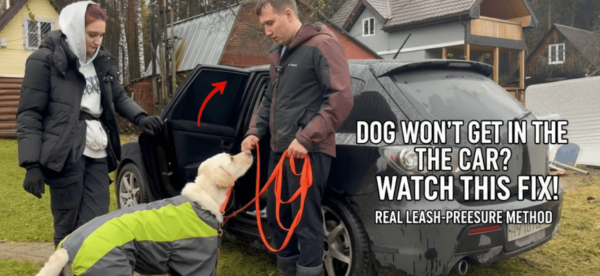 Labrador Retriever learning to enter a car using leash pressure training